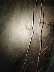 Calodactylodes aureus