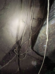 Calodactylodes aureus