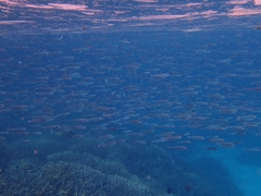 Atherinomorus vaigiensis