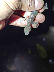 Calodactylodes aureus