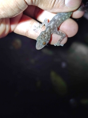 Calodactylodes aureus