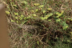 Passerina versicolor