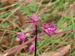 Dipodium punctatum