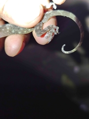 Calodactylodes aureus