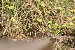 Passerina versicolor