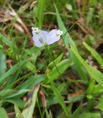 Burmannia coelestis