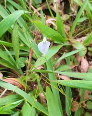 Burmannia coelestis