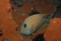 Ctenochaetus binotatus