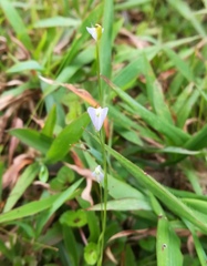 Burmannia coelestis