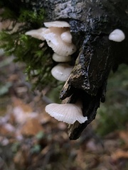 Scytinotus