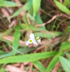 Burmannia coelestis