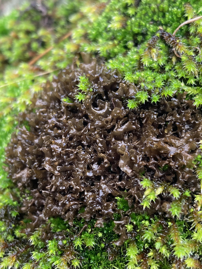 Antlered Jellyskin Lichen