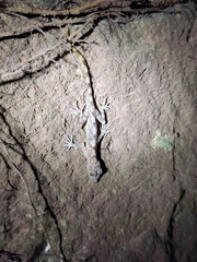 Calodactylodes aureus