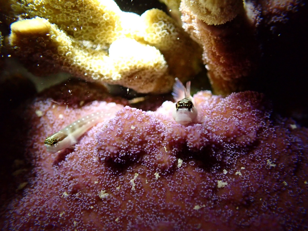 Many-toothed blenny (Ecsenius mandibularis) — Blenniidae