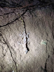 Calodactylodes aureus