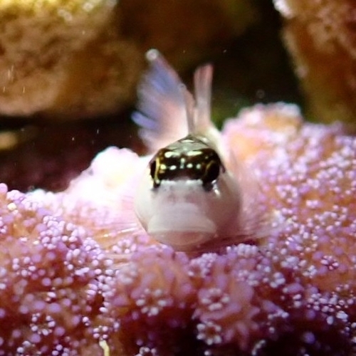 Many-toothed blenny (Ecsenius mandibularis) — Blenniidae — 3