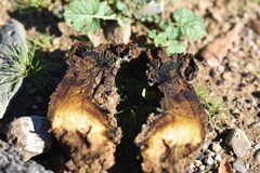 Pisolithus arhizus