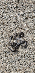 Ophiocoma echinata