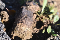 Pisolithus arhizus