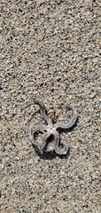 Ophiocoma echinata
