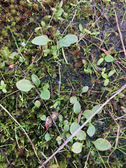 Micranthes integrifolia