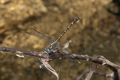 Austrogomphus collaris
