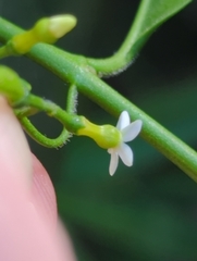 Vallesia glabra