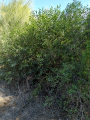 Vallesia glabra
