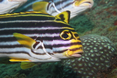 Plectorhinchus vittatus