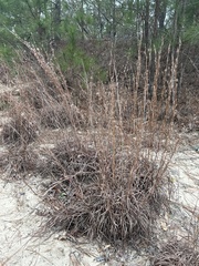 Schizachyrium littorale