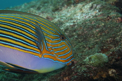 Acanthurus lineatus