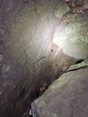 Calodactylodes aureus