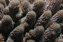 Acropora humilis