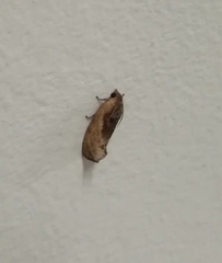 Cryptophlebia ombrodelta