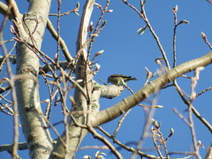 Spinus pinus image