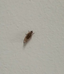 Cryptophlebia ombrodelta