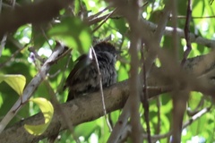 Synallaxis frontalis