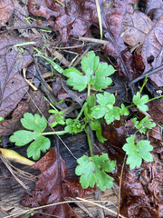Ranunculus uncinatus
