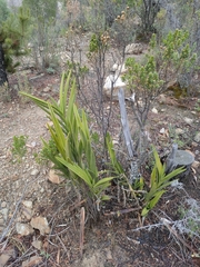 Epidendrum oreonastes