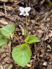 Viola pallens