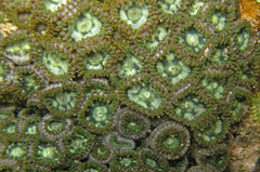 Zoanthus sansibaricus