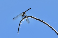 Micrathyria hypodidyma