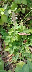 Coleus amboinicus
