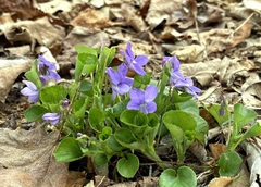 Viola labradorica