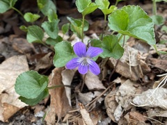 Viola cucullata