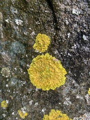 Xanthoria