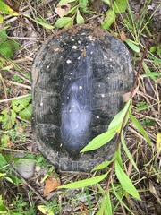 Pseudemys rubriventris