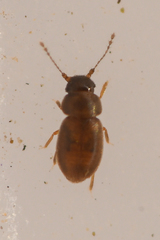 Ptiliinae
