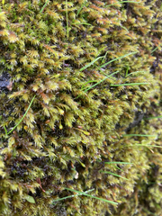 Racomitrium heterostichum