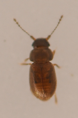 Ptiliinae